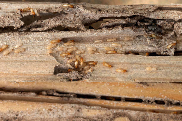  Forest City, PA Pest Control Pros